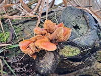 Oesterzwammen [Pleurotaceae]